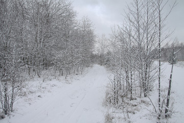 Beautiful winter landscape in the forest. Road outside the city and snowfall. Snowdrifts in the park and uncleaned street. Christmas and New Year background