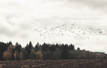 A large flock of geese flies low over the field. Autumn. Overcast. brown tones