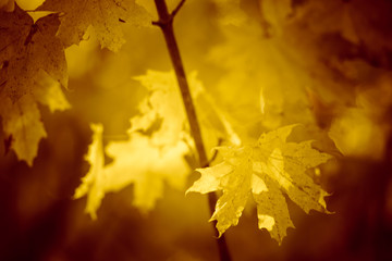 Magic forest with beautiful golden maple leaves