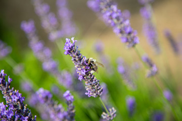 a bumblebee with lots of pollen on its back sits on a lavender and collects