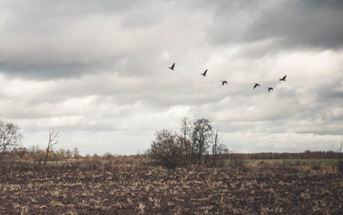 A large flock of geese flies low over the field. Autumn. Overcast. brown tones