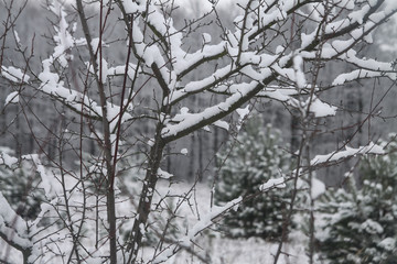 Beautiful tree branches in the snow. Winter composition in nature in snowdrifts. Christmas and New Year background.