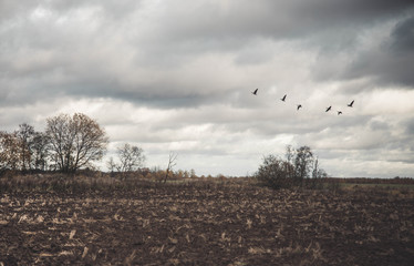 A large flock of geese flies low over the field. Autumn. Overcast. brown tones