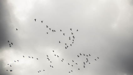 A large flock of geese flies in the sky. Autumn. Overcast. brown tones