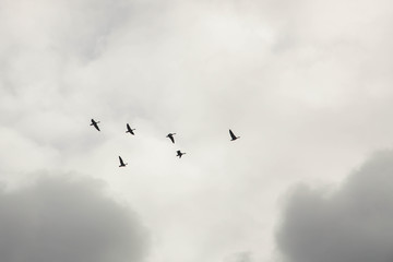 A large flock of geese flies in the sky. Autumn. Overcast. brown tones