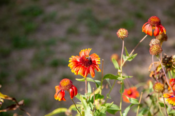a bumblebee sits on a marguerite and collects pollen