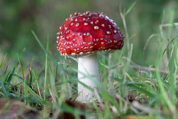 Red Fly Agaric