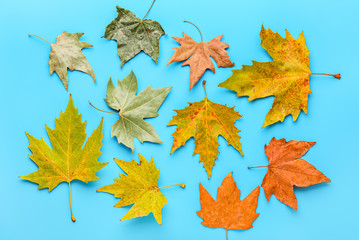 Fototapeta premium Beautiful autumn leaves on color background