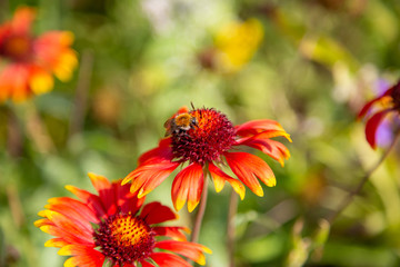 a bumblebee sits on a marguerite and collects pollen