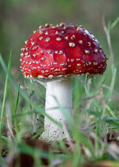 Red Fly Agaric