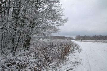 Beautiful winter landscape on a background of trees and forest. Christmas and New Year mood. Snowfall and the view as in a fairy tale
