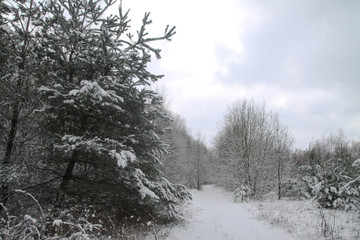 Obraz premium Beautiful winter landscape in a snowy forest. Beautiful Christmas trees in a snowdrift and snowflakes. Stock photo for new year