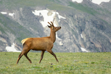 Fototapeta premium Young elk prancing with snowy rocky mountains in background