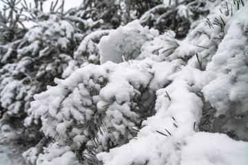 Beautiful winter landscape in a snowy forest. Beautiful Christmas trees in a snowdrift and snowflakes. Stock photo for new year
