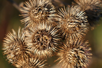 Kletten im Herbst