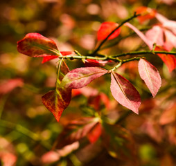 red autumn leaves