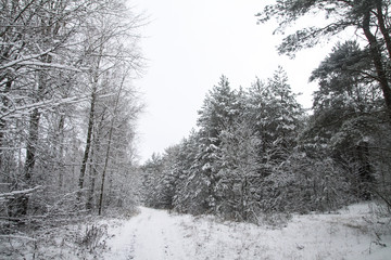 Beautiful winter landscape in a snowy forest. Beautiful Christmas trees in a snowdrift and snowflakes. Stock photo for new year