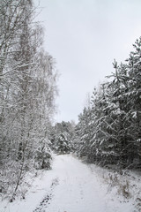 Beautiful winter landscape in a snowy forest. Beautiful Christmas trees in a snowdrift and snowflakes. Stock photo for new year