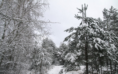 Beautiful winter landscape in a snowy forest. Beautiful Christmas trees in a snowdrift and snowflakes. Stock photo for new year