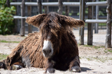 Liegender Poitou-Esel