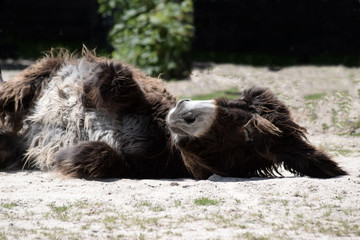 Poitou-Esel wälzt sich im Sand