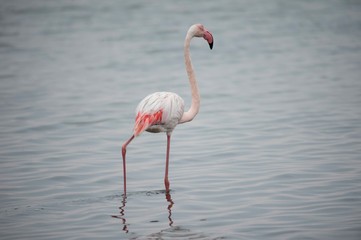 Fototapeta na wymiar A flamingo in Walvis Bay, Namibia