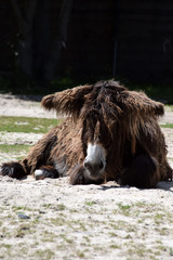 Liegender Poitou-Esel