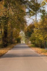 Road in autumn