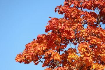Rotgefärbtes Herbstlaub