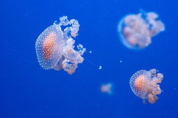 graceful sea animal white spotted jellyfish in blue water © borispain69