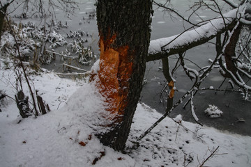 Tree grizzled by beavers for a dam. Winter work of animals in the forest near the river