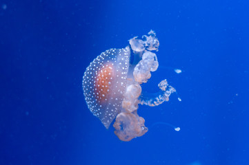 graceful sea animal white spotted jellyfish in blue water