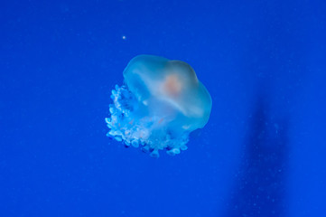 Naklejka na ściany i meble graceful sea animal white spotted jellyfish in blue water