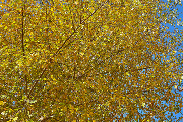 Autumn yellow foliage of a tree on the background of blue sky.