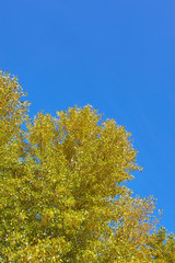 Autumn scenery with green and yellow foliage in the forest on the backgroud of blue sky.