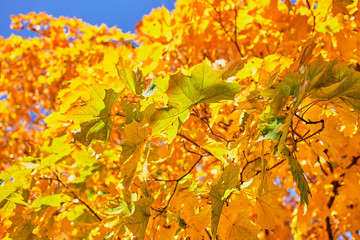 Autumn golden tree with a maple bright foliage.