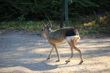 Pampashase im Gehen - Zoo Hamburg
