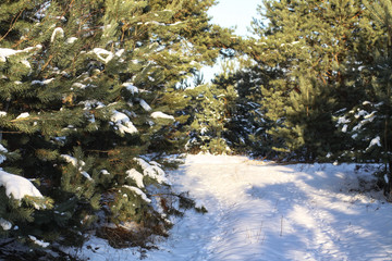 Beautiful winter landscape in a snowy forest. Beautiful Christmas trees in a snowdrift and snowflakes. Stock photo for new year