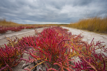 closeup dry saline cracked earth with pink grass, badland abandoned by water scene, natural disaster background