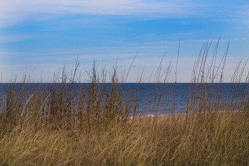 reeds on the beach