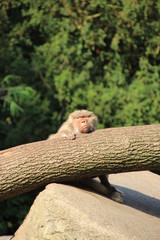 Affe müde liegend auf Baumstamm - Monday Morning Mood