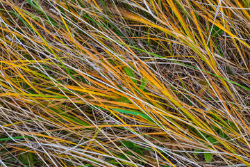 closeup varicoloured grass in a prairie, autumn natural background
