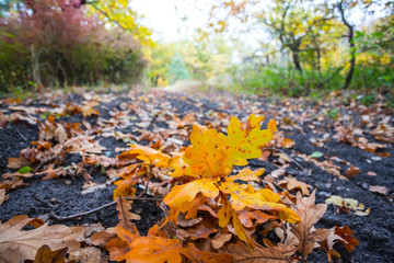 closeup heap of dry autumn leaves in a forest