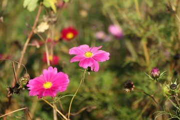 Wiesenblumen im Herbst - Cosmos bipinnatus