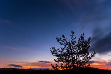 Fototapeta na wymiar quiet twilight outdoor scene, pine tree silhouette on a varicoloured dusk sky background