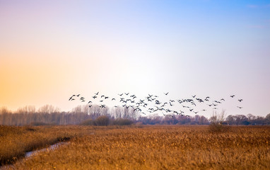 Flock of birds flying in rich sky over East Anglian fens taken December 2014