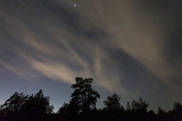 night outdoor scene, starry sky above the pine forest silhouette