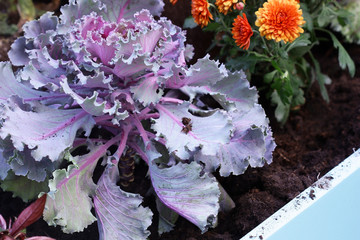  The cabbage is decorative on the clumba.  Brassica. Brassicaceae Family.