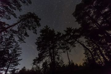 Fototapeta premium night outdoor scene, starry sky above the pine forest silhouette