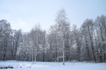 Beautiful winter landscape on a background of trees and forest. Christmas and New Year mood. Snowfall and the view as in a fairy tale